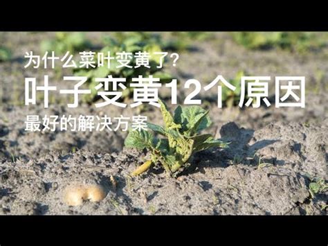 抹草葉子變黃|葉子變黃什麼原因？5跡象代表植物「有危險」，「出。